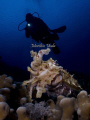   diver cuttle  